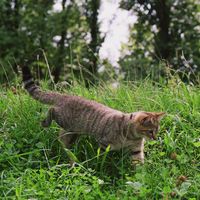 Cat in Salzburg